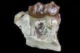 Oligocene Horse (Mesohippus) Tooth In Jaw Section #73630-1